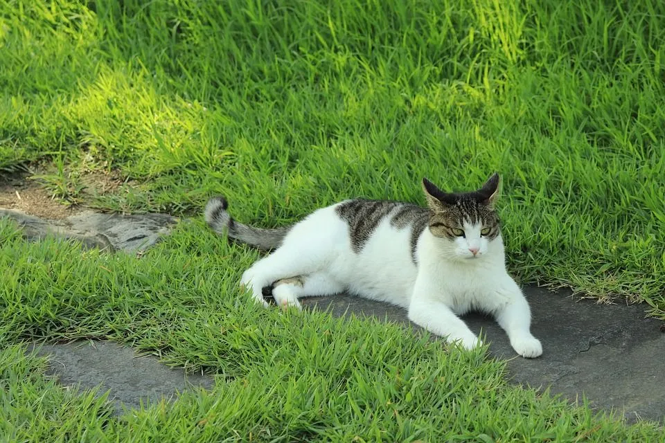 У Харкові можна брати кураторство над тваринами У Харкові можна брати кураторство над тваринами