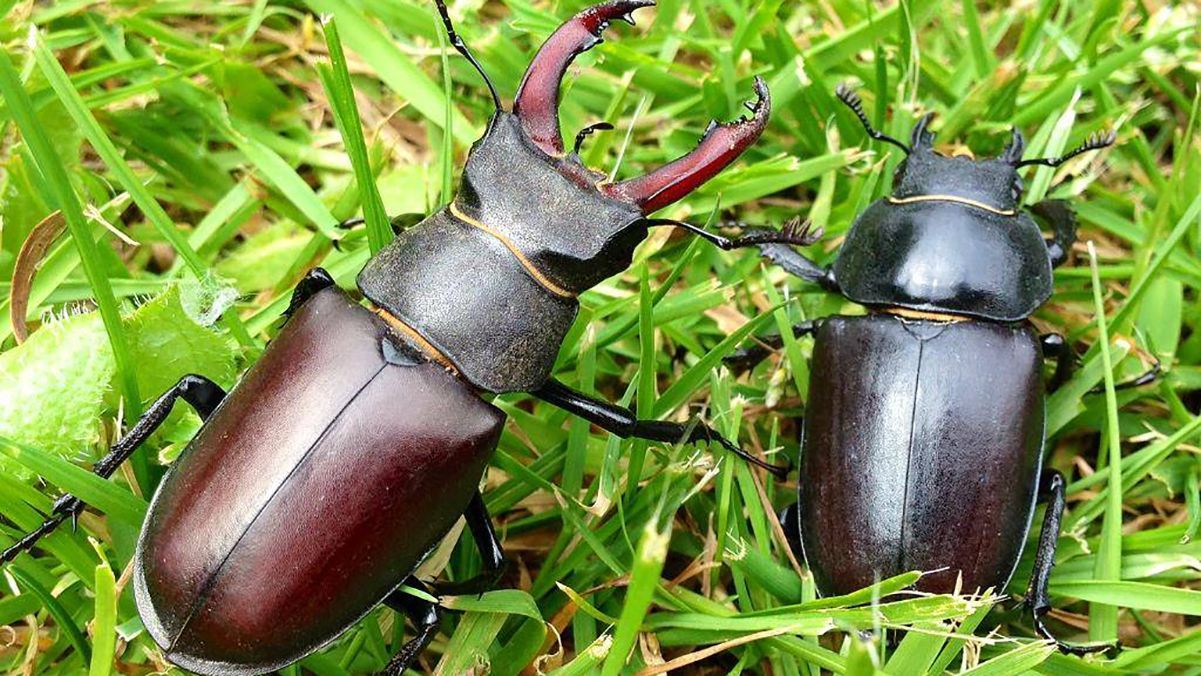 Найбільші в Україні: в Одесі знайшли жуків-оленів – фото Найбільші в Україні: в Одесі знайшли жуків-оленів – фото