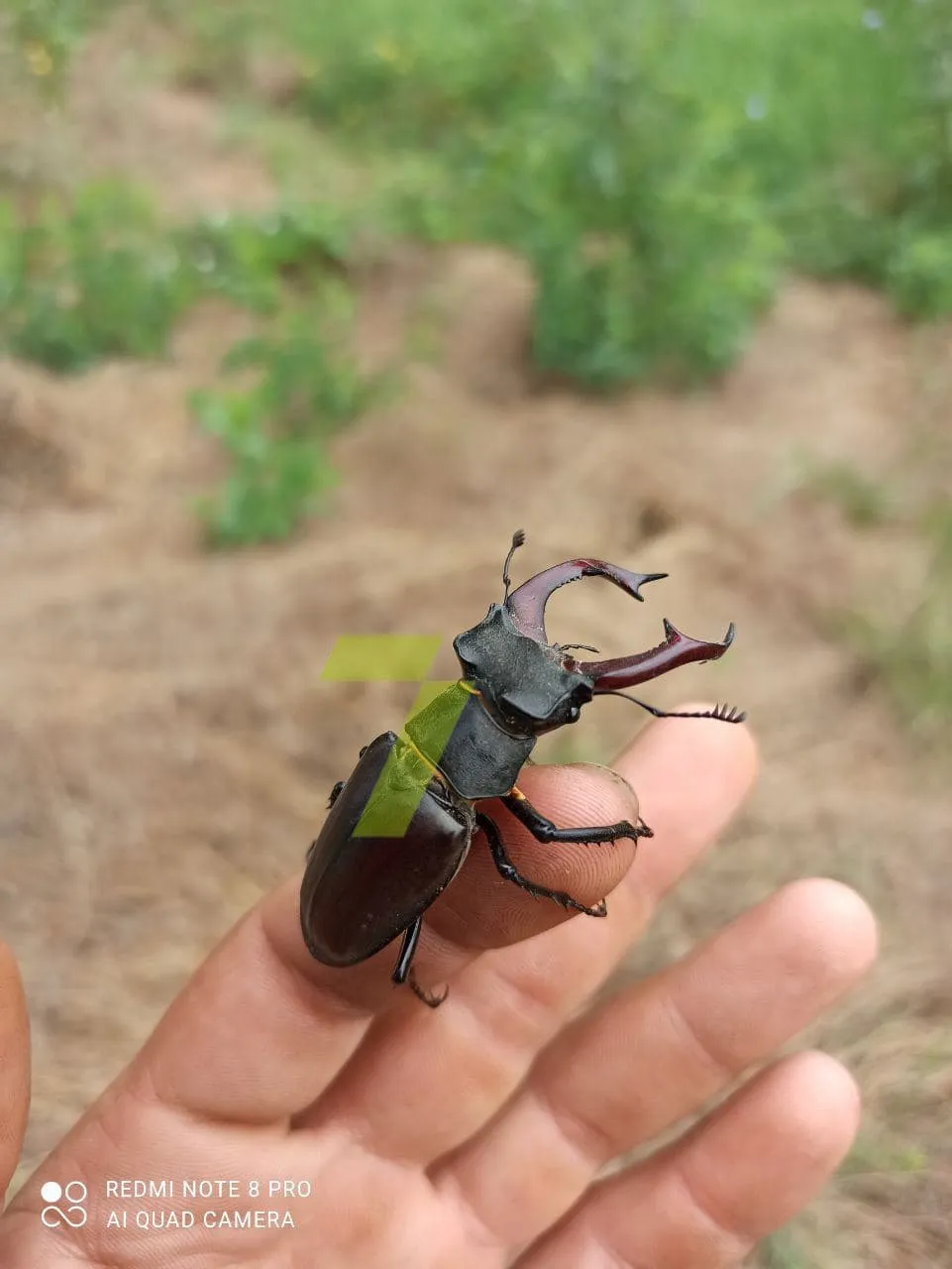 Найбільші жуки України Жуки-олені Новини Одеси Найбільші жуки України Жуки-олені Новини Одеси
