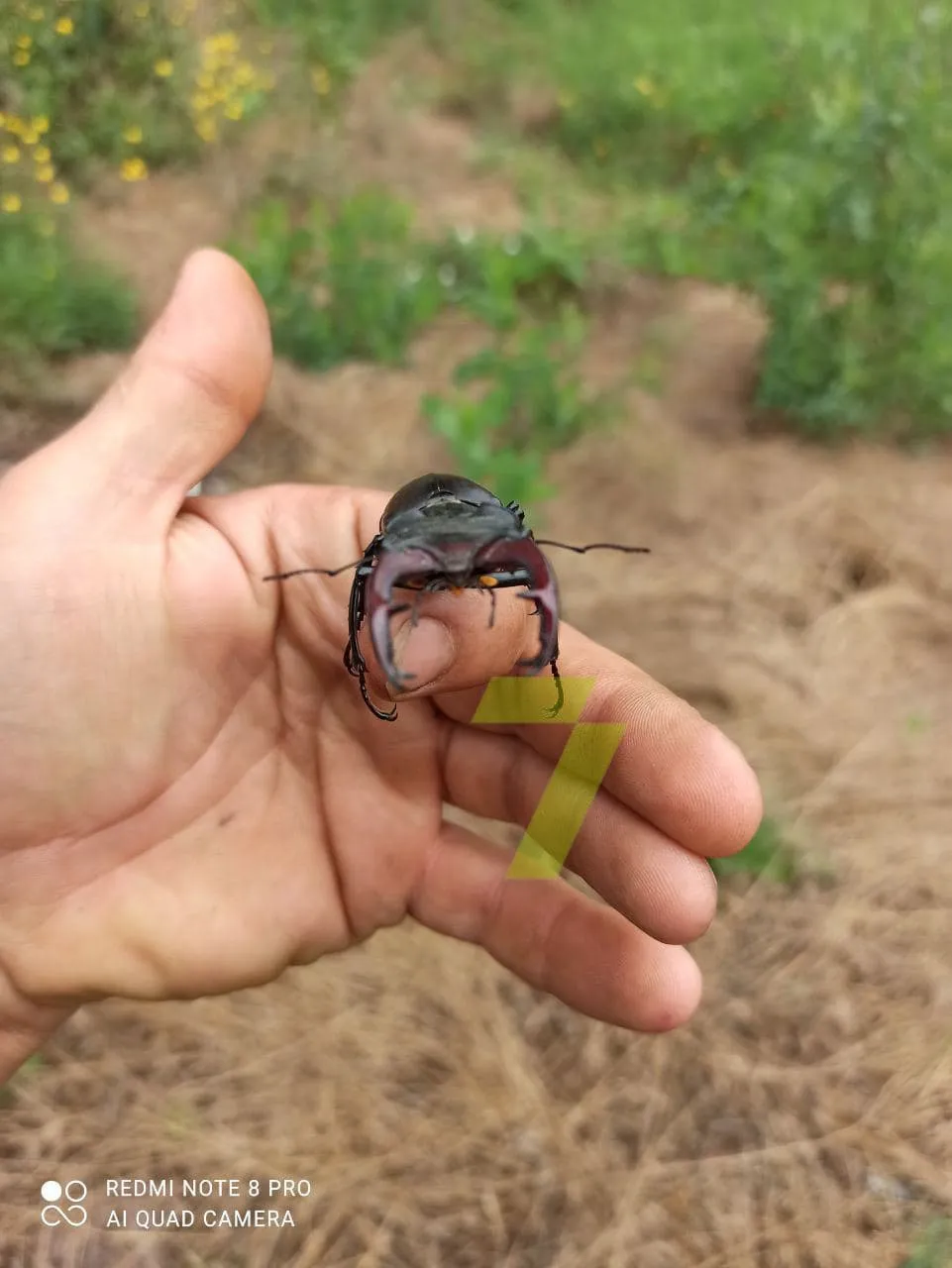 Найбільші жуки в Україні Жуки-олені Новини Одеси