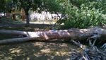 У Львові на маленьку дитину впало дерево: відео