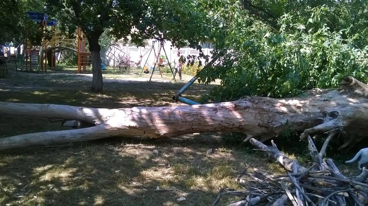 Во Львове на маленького ребенка упало дерево: видео 