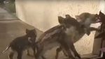 На Запоріжжі дикі кабани "штурмували" АЕС: унікальне відео 