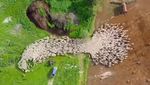 Фотограф 7 місяців з дрону знімав життя овець – відео, що переглянули понад 100 тисяч людей