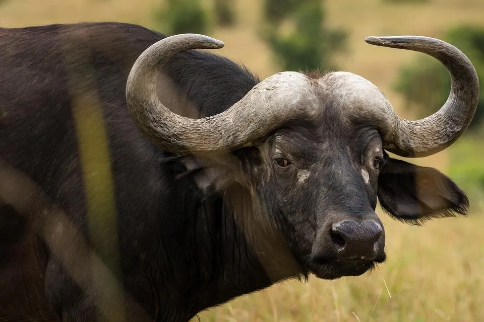 Буйволы разоблачили преступление Буйволы разоблачили преступление