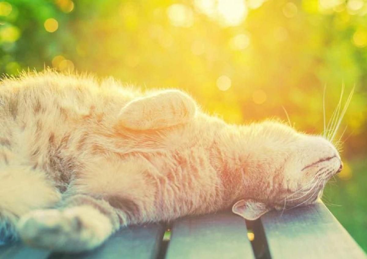 Погода на вихідні 10 – 11 липня 2021: спека до +34 градусів Погода на вихідні 10 – 11 липня 2021: спека до +34 градусів