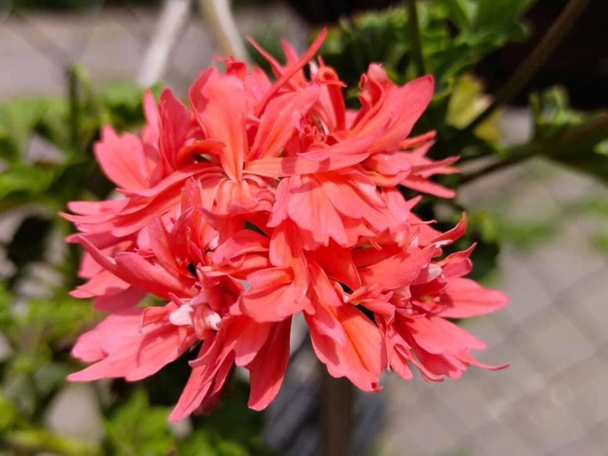 В ботсаду Одессы расцвели тропические цветы В ботсаду Одессы расцвели тропические цветы