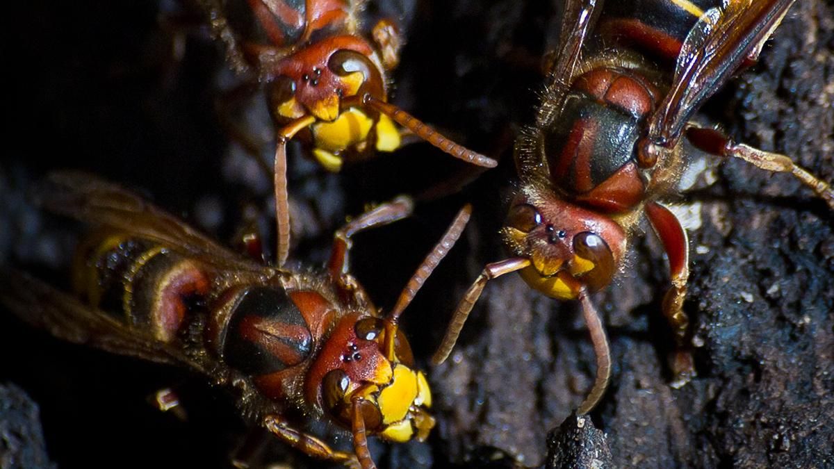 Клінічна смерть від укусів шершнів під Харковом Клінічна смерть від укусів шершнів під Харковом