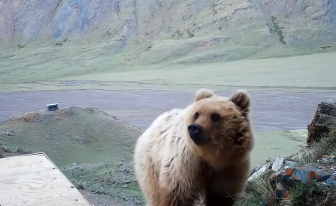 Сайлюгемський медведь Сайлюгемський медведь