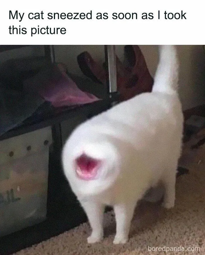 кот чихнул кот чихнул