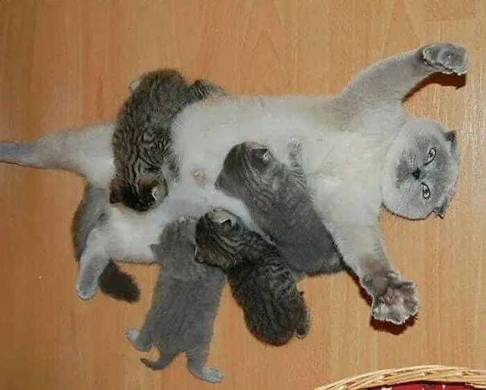 Кот с котятами
