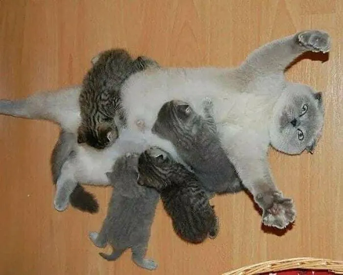 Кот с котятами Кот с котятами