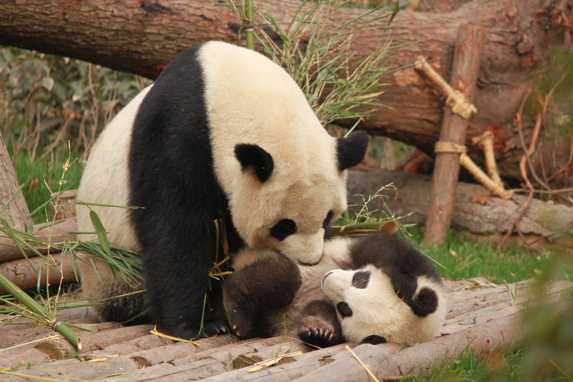 Влада Китаю дещо відновила кількість панд