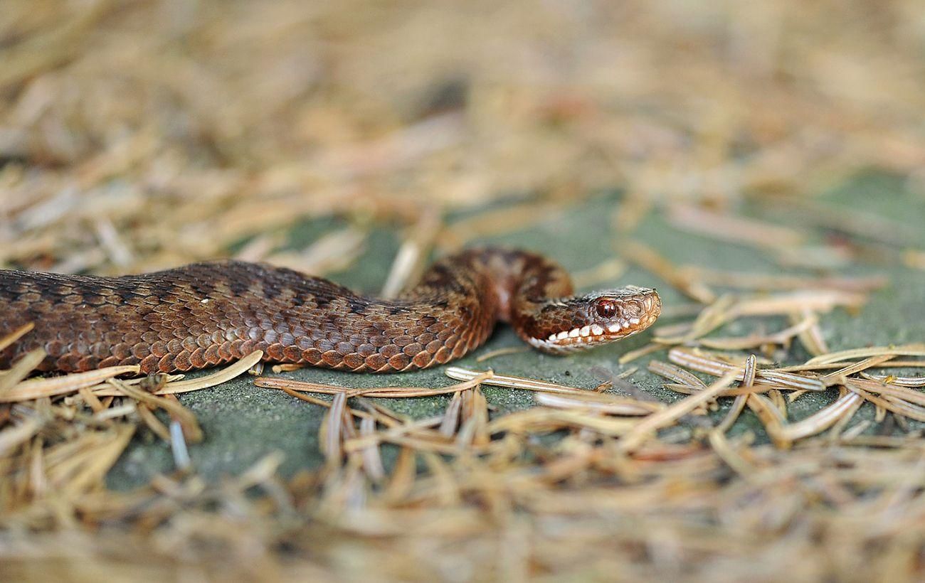 Змії 10 липня 2021 покусали 3 людей на Львівщині: у якому стані Змії 10 липня 2021 покусали 3 людей на Львівщині: у якому стані