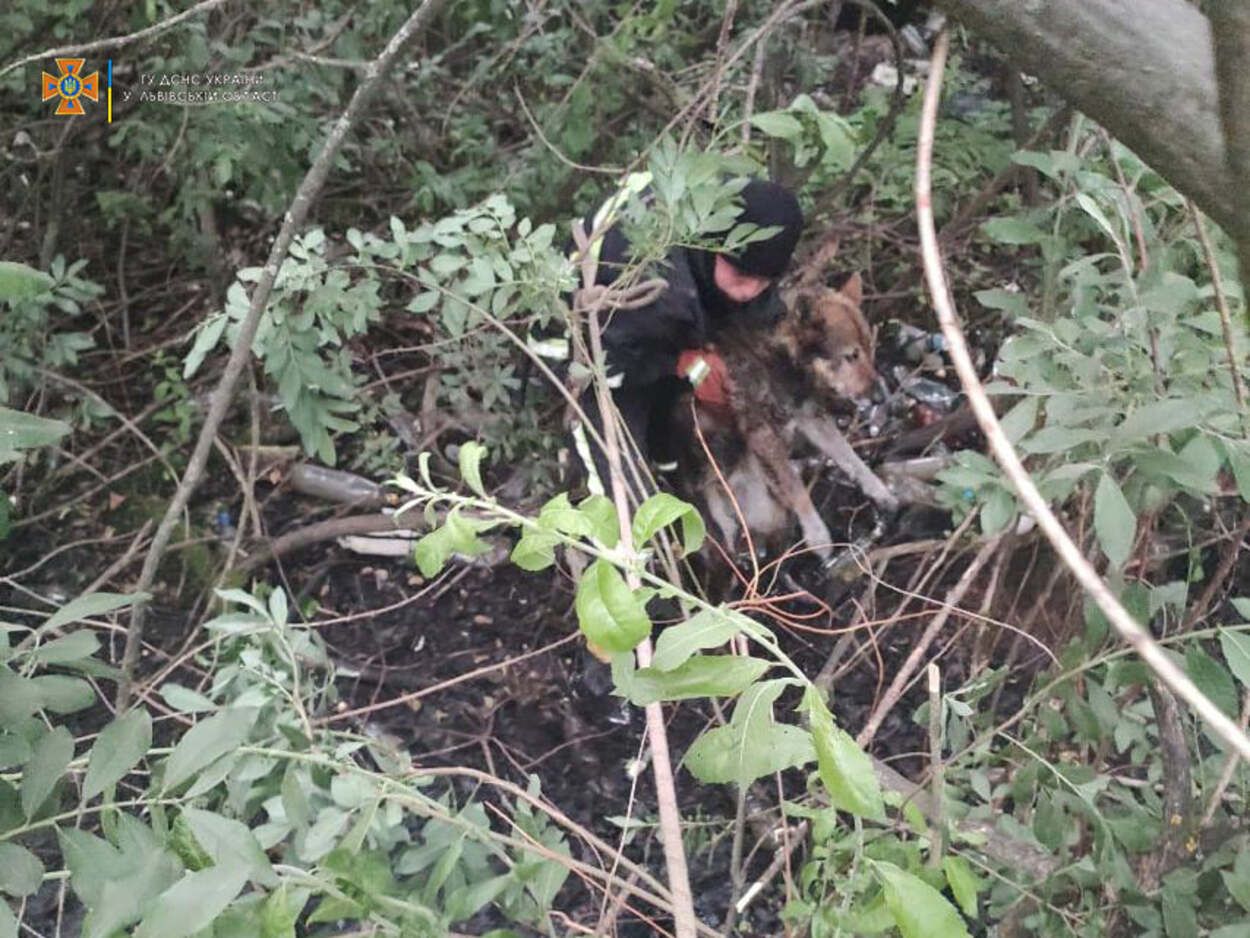 Скулил и не мог выбраться: на Львовщине спасатели вытащили собаку из болота - фото