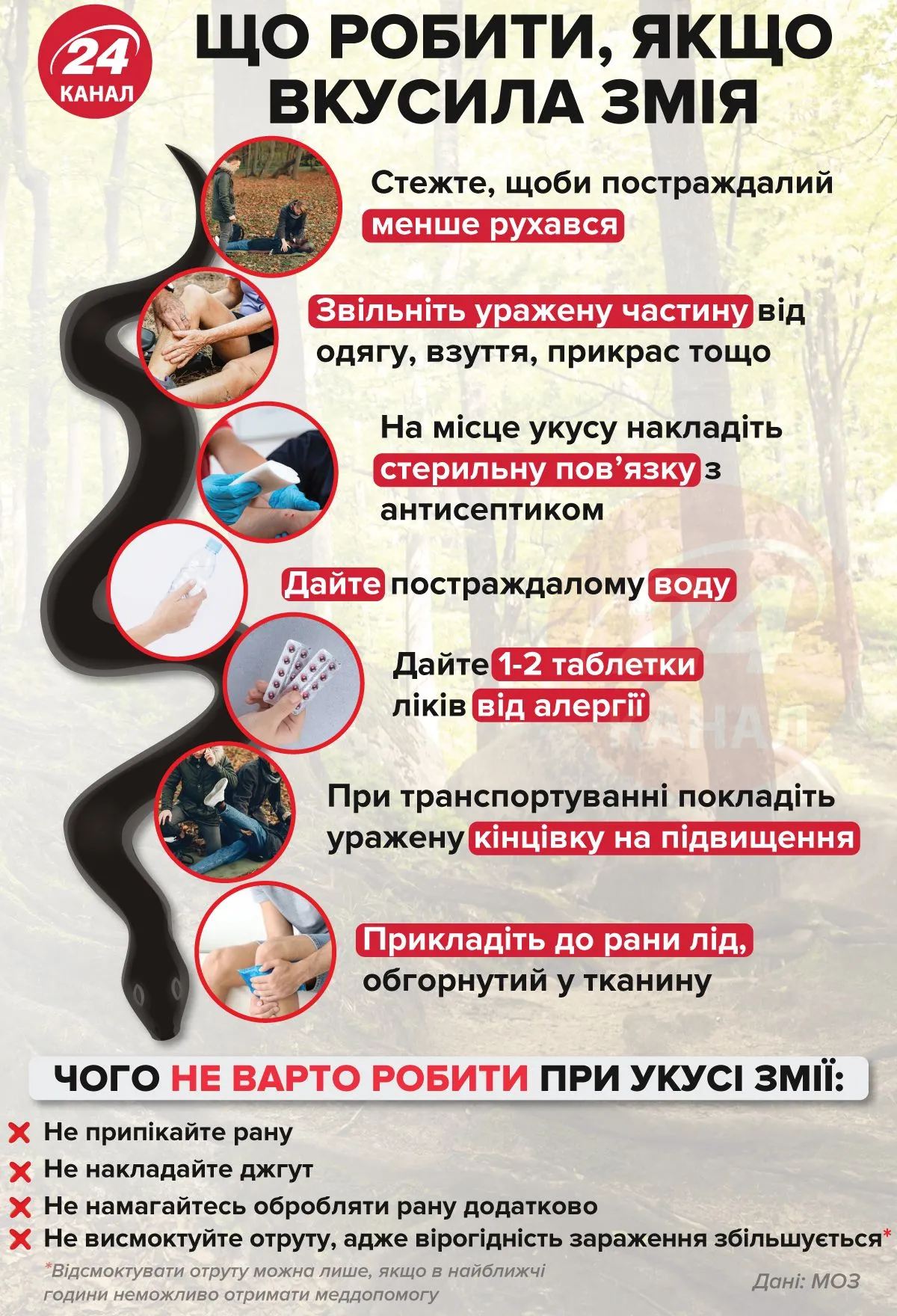Що робити, якщо вкусила змія / Джерело: МОЗ / Інфографіка 24 каналу Що робити, якщо вкусила змія / Джерело: МОЗ / Інфографіка 24 каналу
