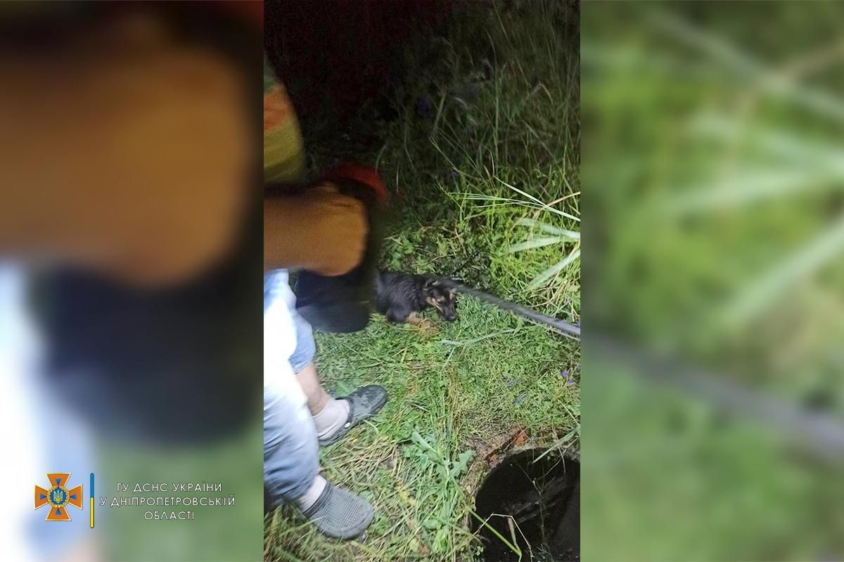 Две беспомощные собаки в Днепре ночью провалились в люк: фото Две беспомощные собаки в Днепре ночью провалились в люк: фото