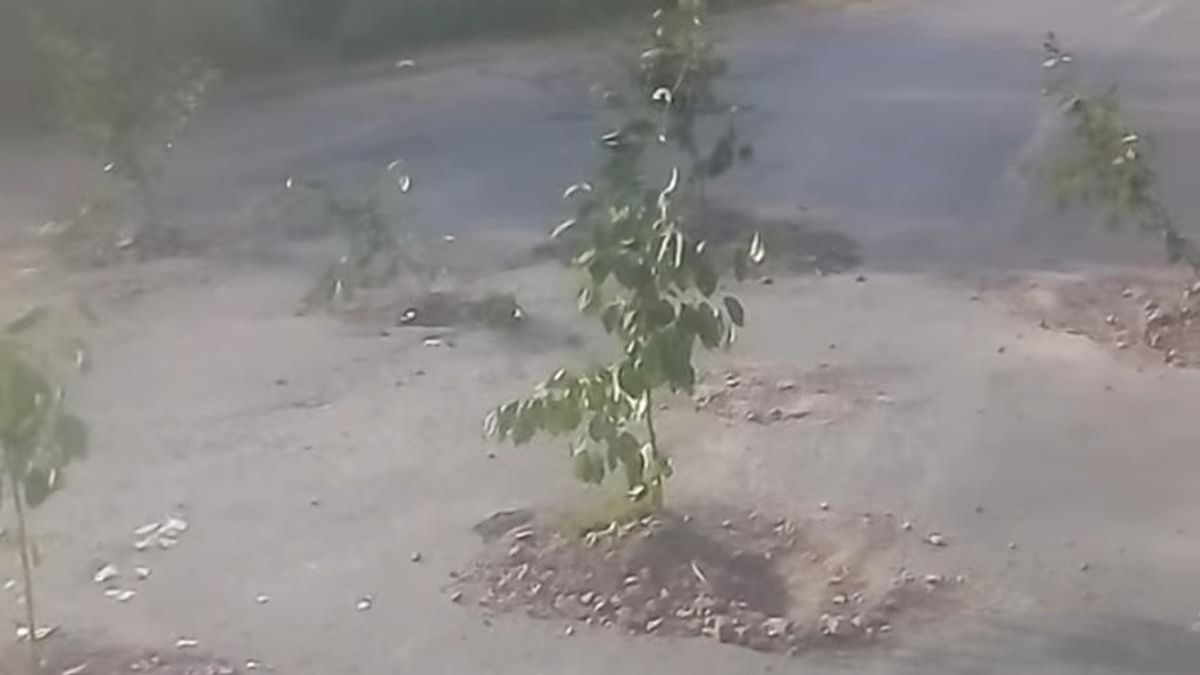 Под Киевом огромные ямы на дороге засадили деревьями вишни