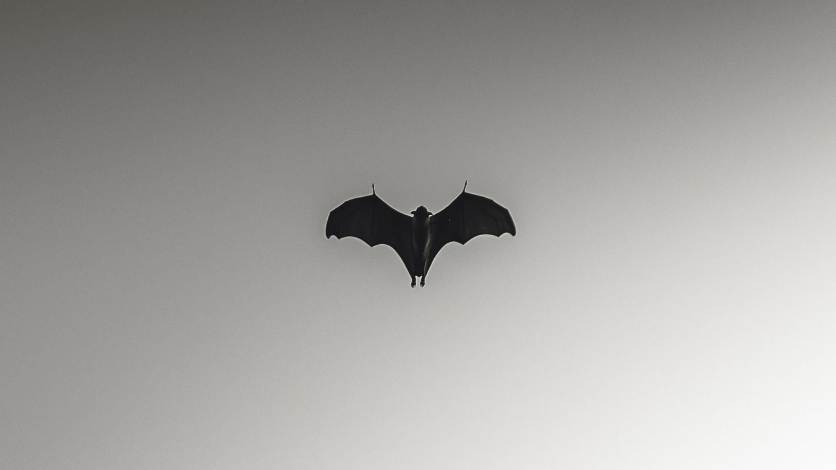 Навигация у млекопитающих: как ориентируются животные Навигация у млекопитающих: как ориентируются животные