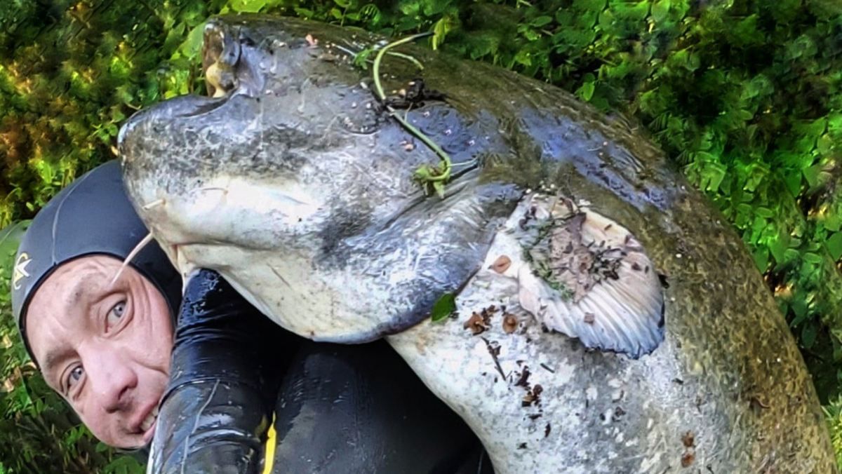 У Дніпрі спіймали гігантського сома: фото У Дніпрі спіймали гігантського сома: фото