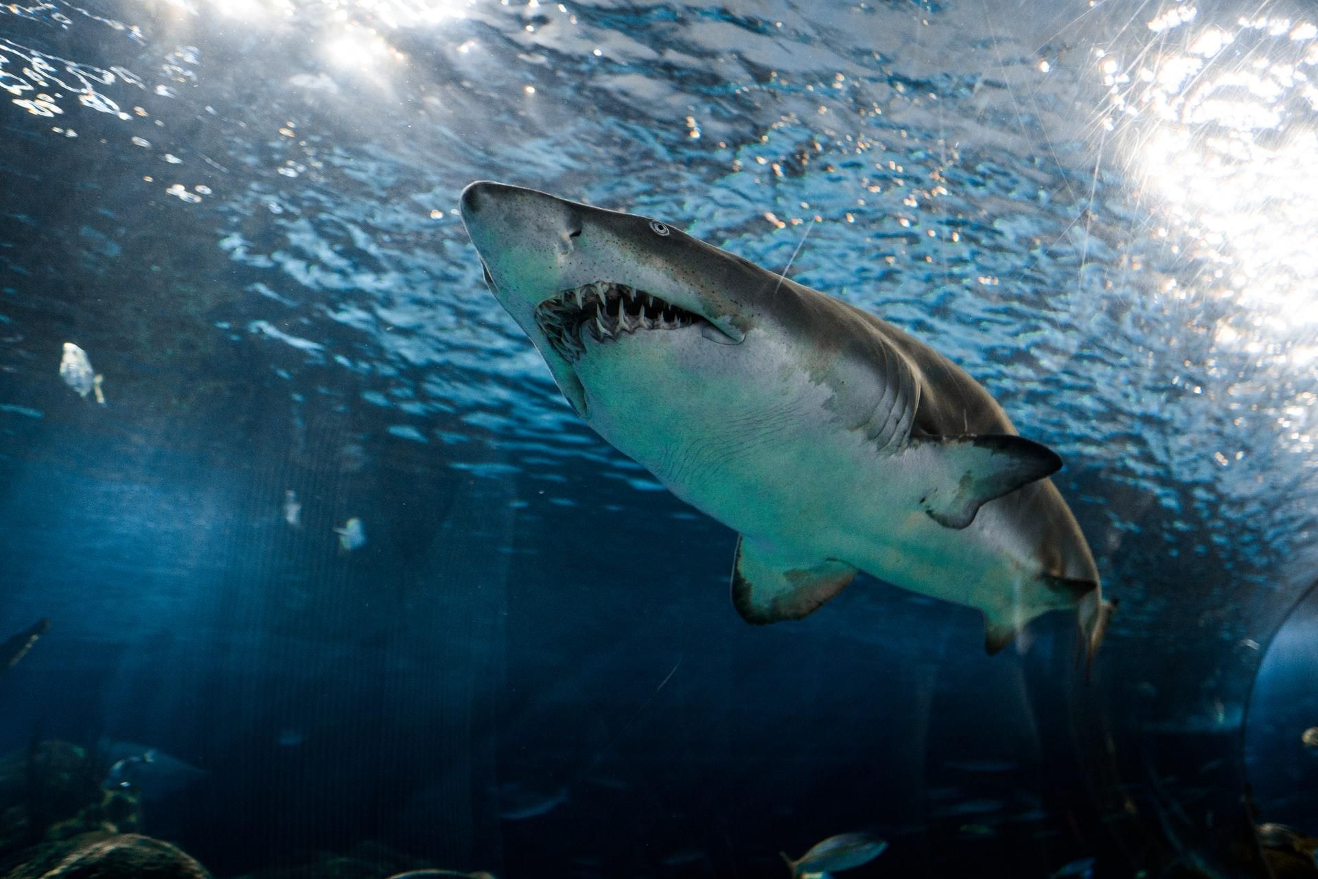 Полювання акул: як полюють акули