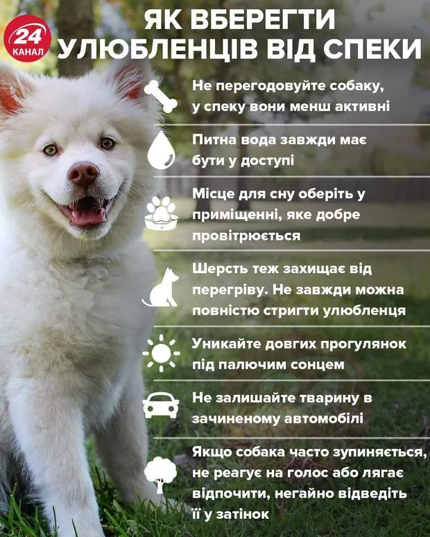 Домашні тварини і спека Домашні тварини і спека