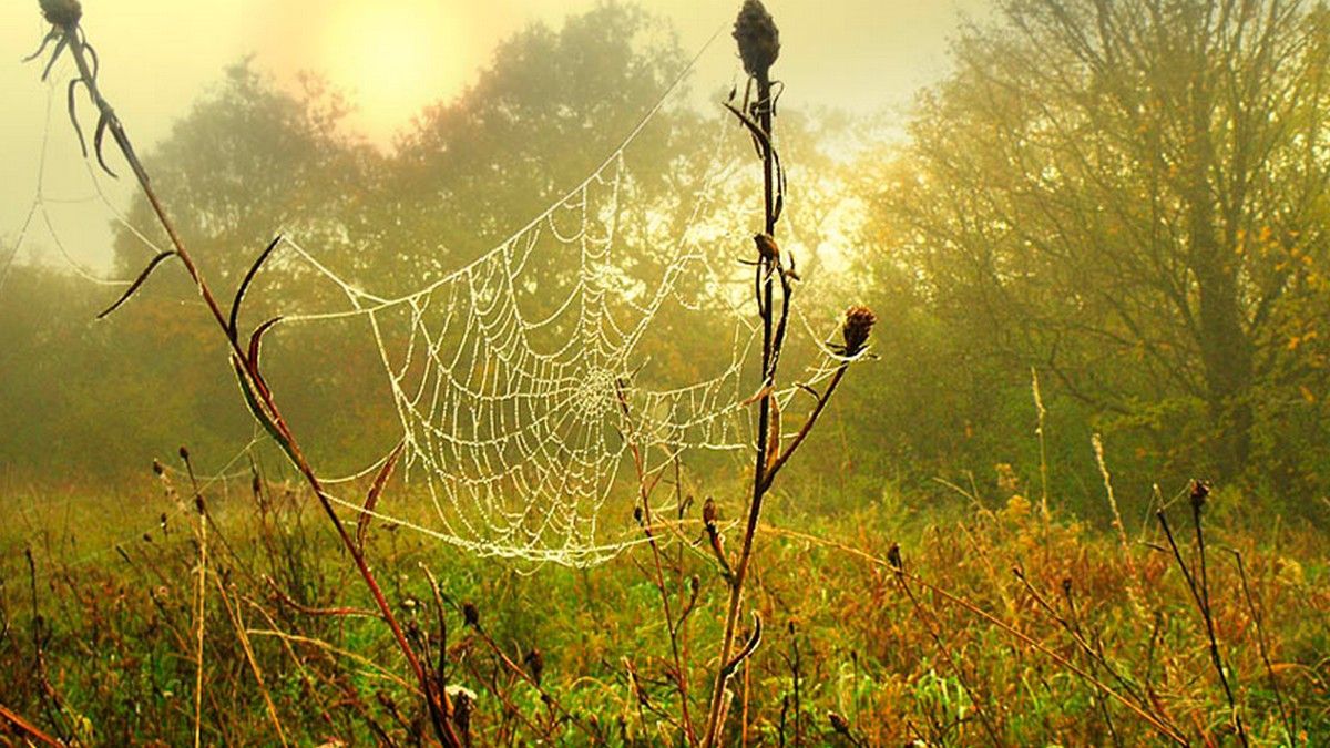 Синоптик рассказал, когда в Украину ждать бабьего лета Синоптик рассказал, когда в Украину ждать бабьего лета