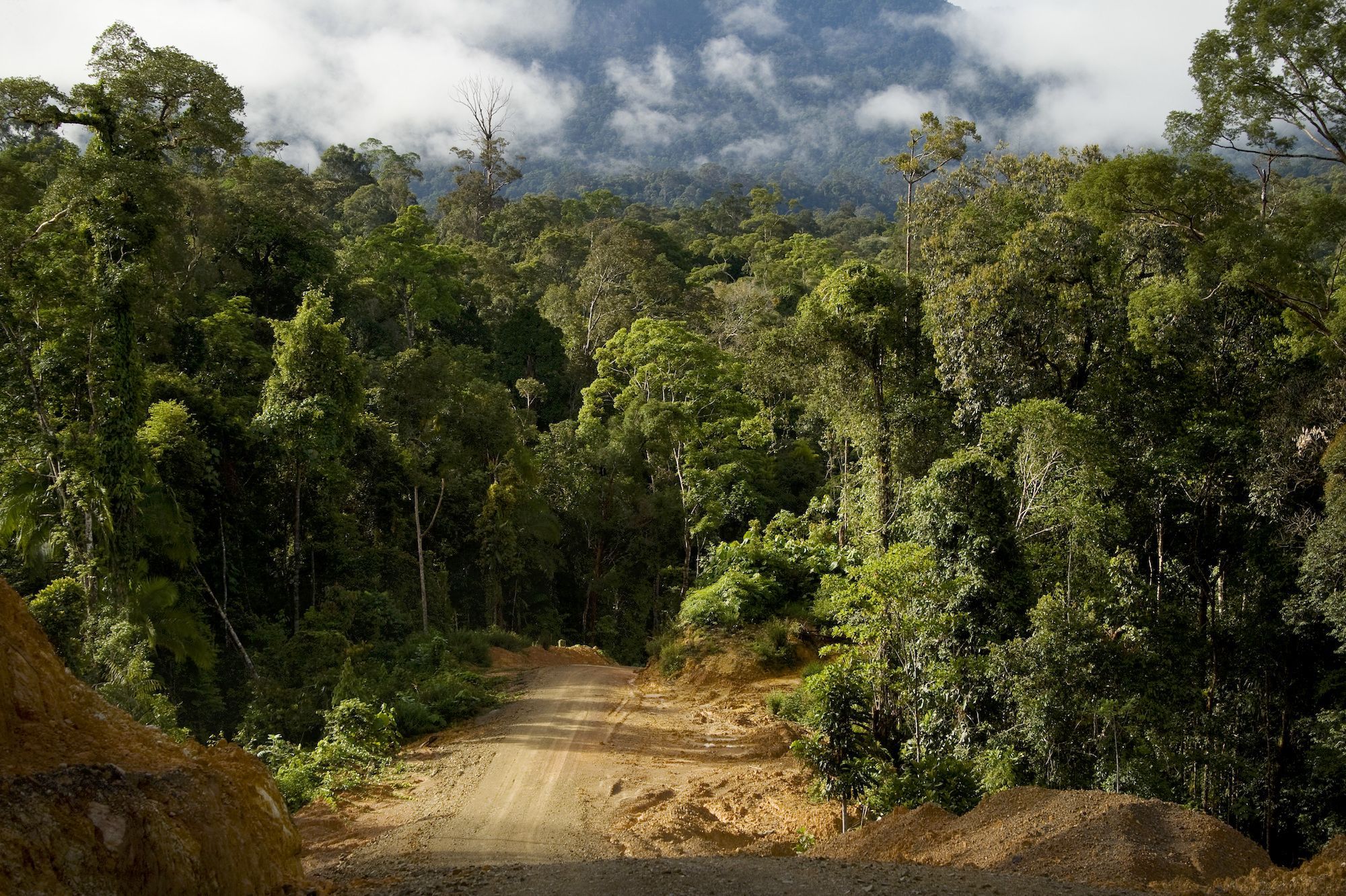 Південна Америка: у Південній Америці знизили рівень вирубки лісів