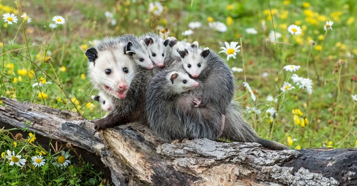 A-Z Animals A-Z Animals