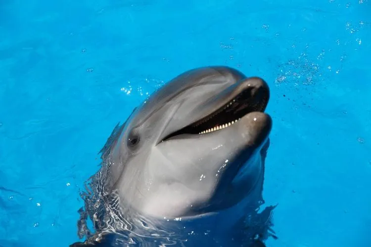 Дельфіни - товариські, розумні та співчутливі тварини / Фото A-Z Animals Білка