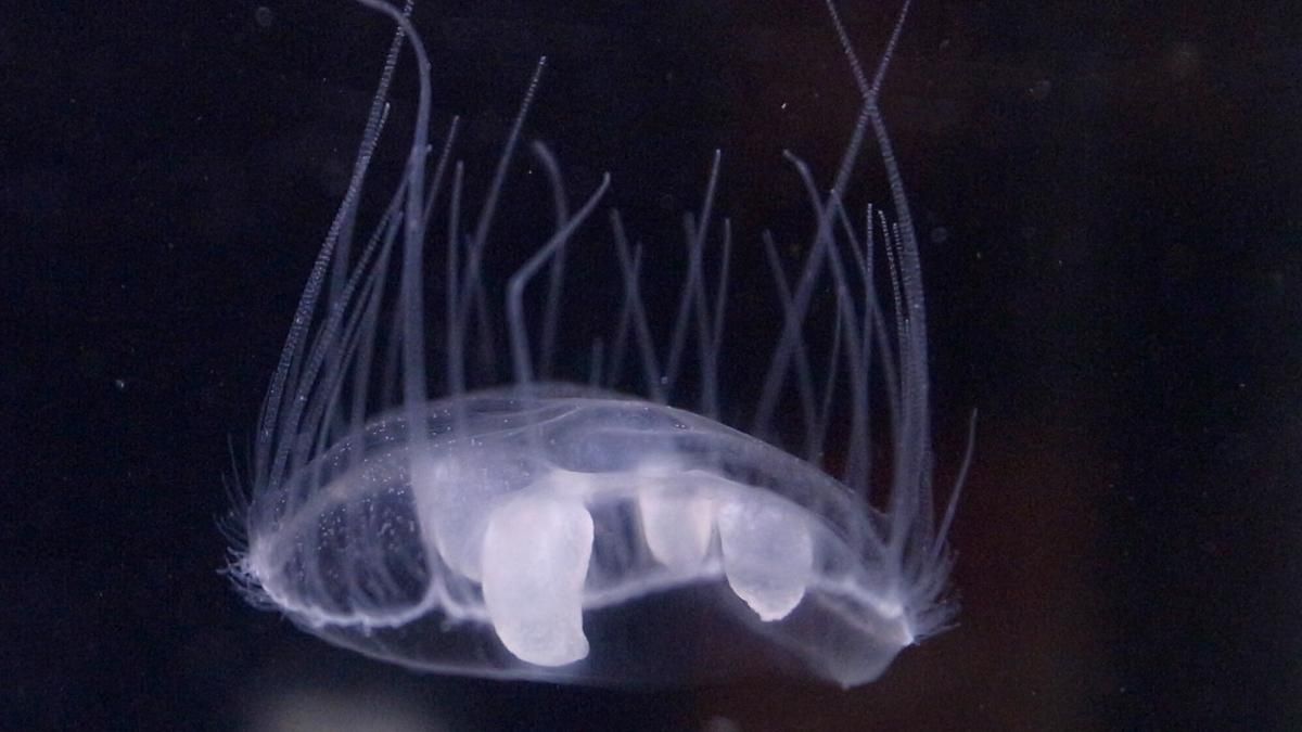У Києві в Дніпрі побачили медуз: як вони там опинились У Києві в Дніпрі побачили медуз: як вони там опинились