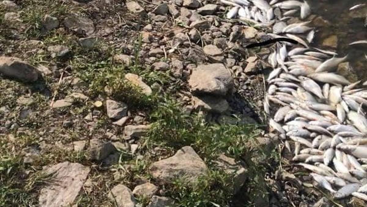 На Киевщине в реке погибли тысячи рыб На Киевщине в реке погибли тысячи рыб