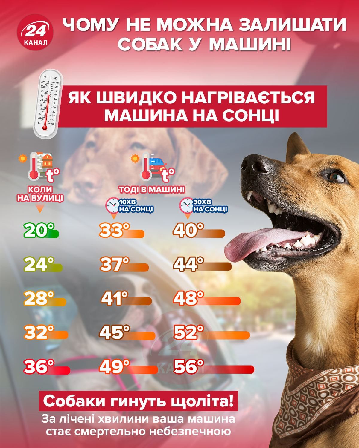 Закрыли на жаре: в Голосеевском районе Киева нашли автобус с мертвыми  собаками - 24 Канал