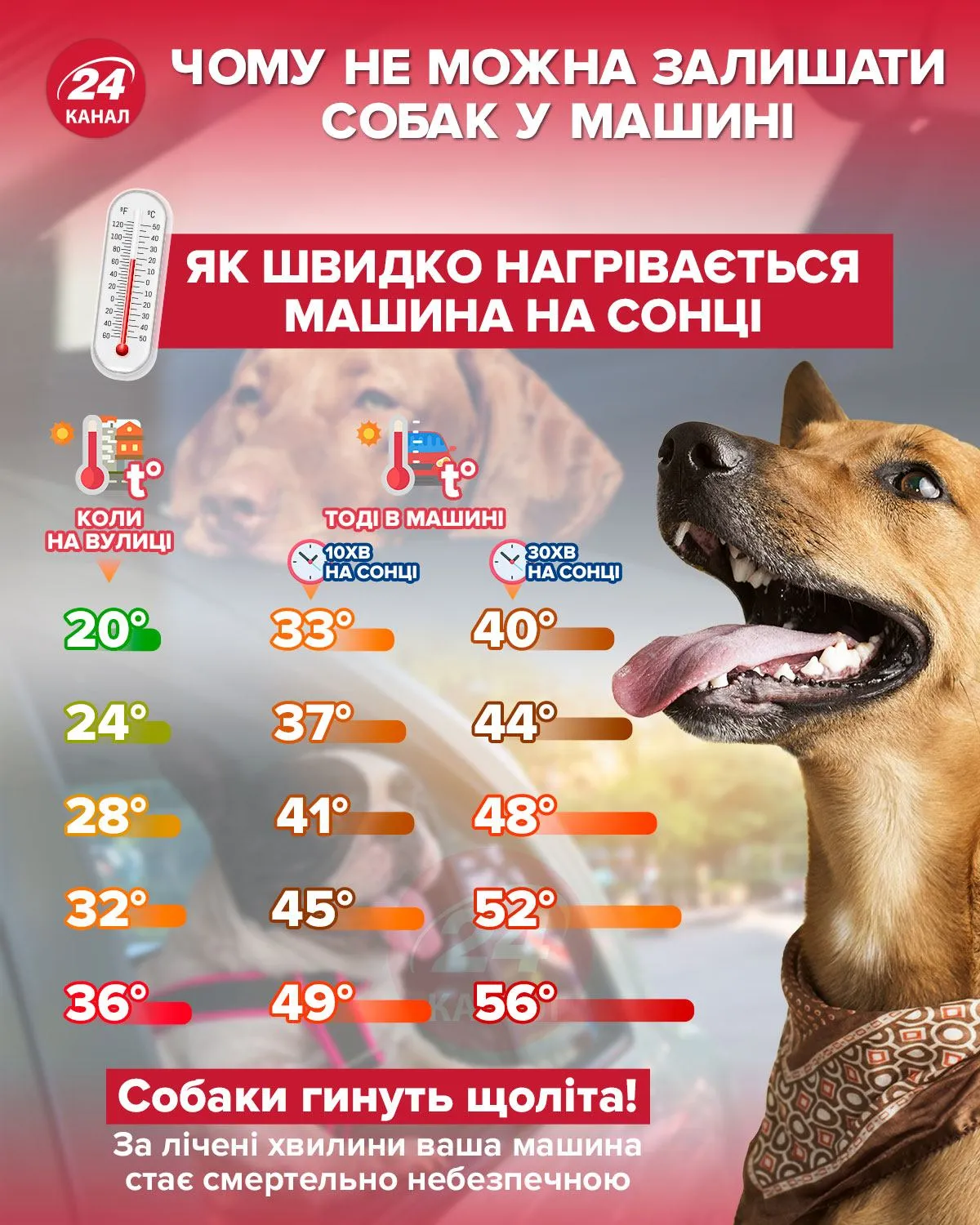 Собаки в машині у спеку Собаки в машині у спеку