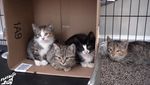 Волонтер розповідає, як соціалізувати маленьких диких кошенят: відео