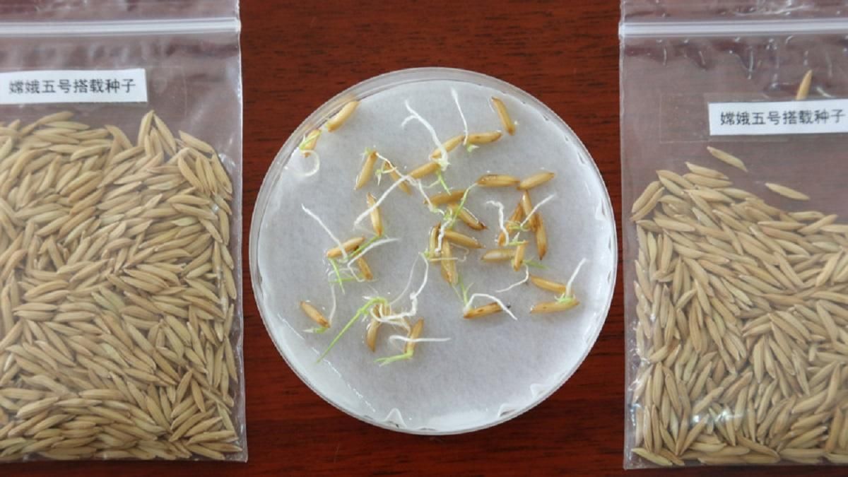 Космический рис посадили на Земле и собрали урожай Космический рис посадили на Земле и собрали урожай