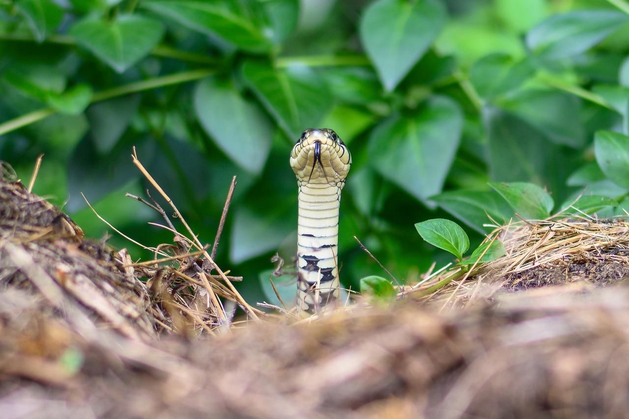 Після укусу змії 18-річна жителька Львівщини потрапила у лікарню Після укусу змії 18-річна жителька Львівщини потрапила у лікарню