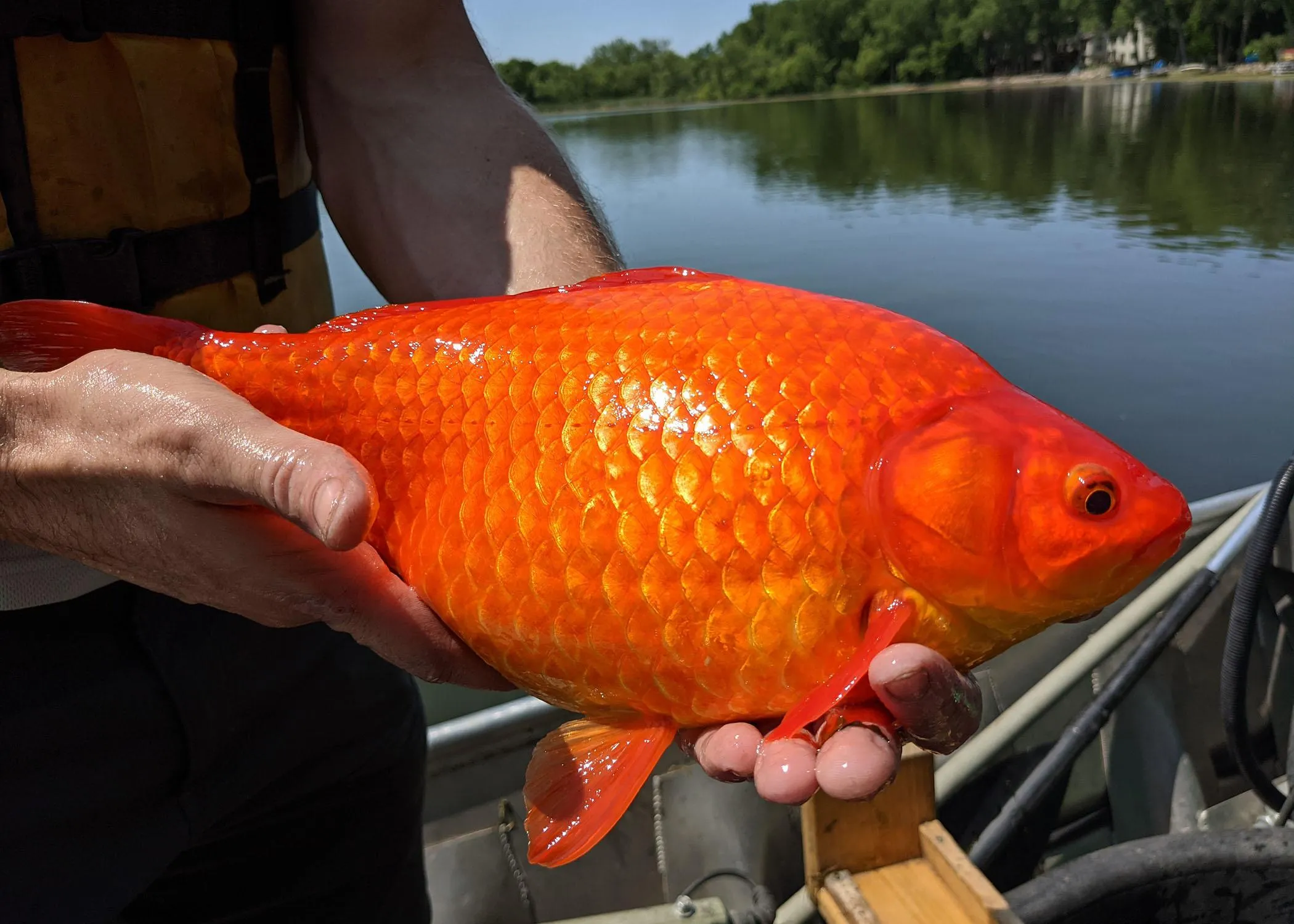 Золотые рыбки в Миннесоте