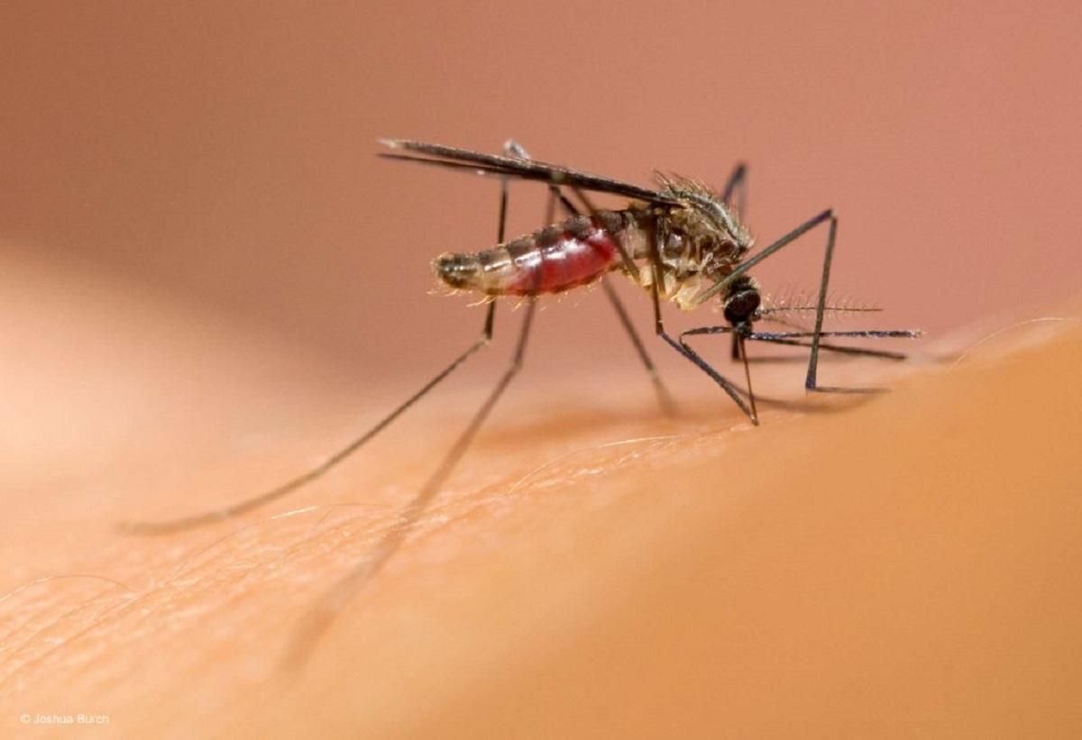 Американські інженери створили антикомариний одяг Американські інженери створили антикомариний одяг