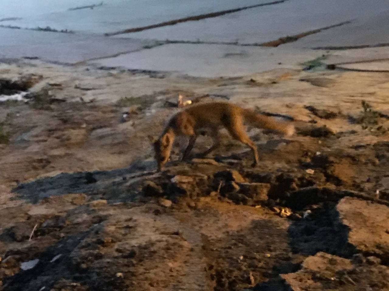 У Харкові в районі метромосту бігають лисиці У Харкові в районі метромосту бігають лисиці