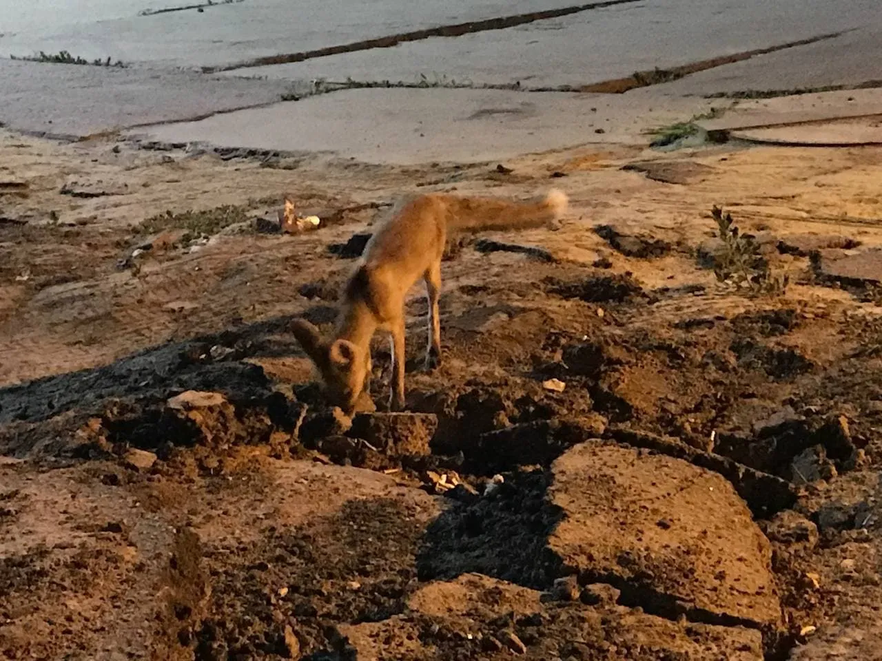 Лисиця в Харкові Метроміст Новини Харкова Лисиця в Харкові Метроміст Новини Харкова