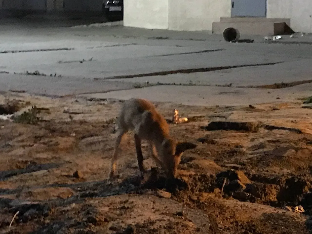 Лисиці в Харкові Новини Харкова Метроміст Лисиці в Харкові Новини Харкова Метроміст