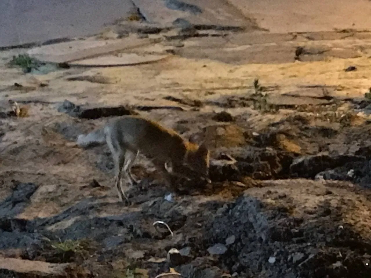 Лисиці в Харкові Новини Харкова Метроміст Лисиці в Харкові Новини Харкова Метроміст