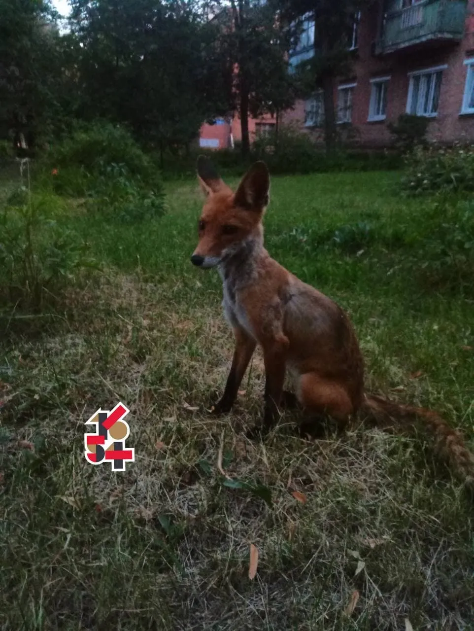 Лисиці в Харкові Новини Харкова Лисиці в Харкові Новини Харкова