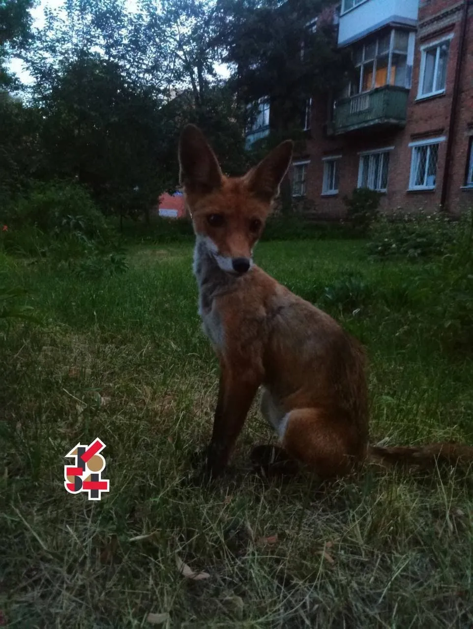 Лисиці в Харкові Новини Харкова Лисиці в Харкові Новини Харкова