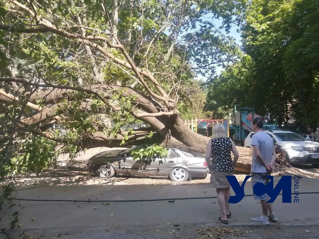 Одеса Дерева впали 15.07.2021 Івана та Юрія Лип пошкодили авто деревопад