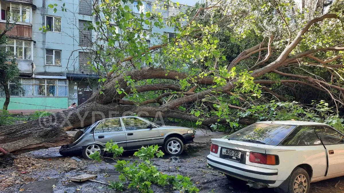 Одеса Дерева впали 15.07.2021 Івана та Юрія Лип пошкодили авто деревопад Одеса Дерева впали 15.07.2021 Івана та Юрія Лип пошкодили авто деревопад