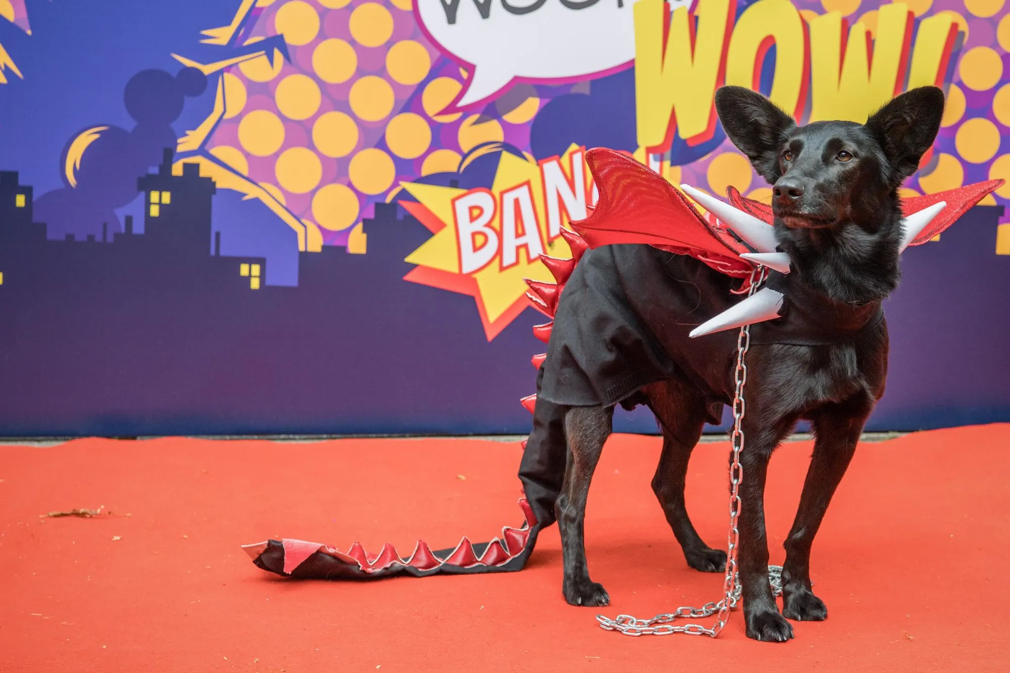 Dog Cosplay Dog Cosplay
