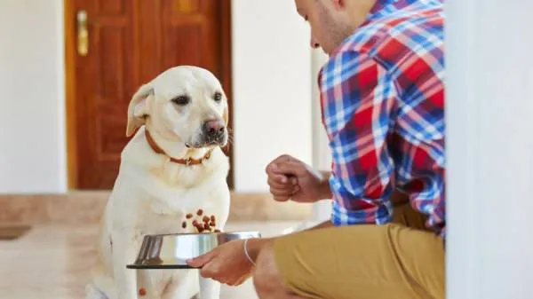 Собаки не хотят делиться едой с людьми