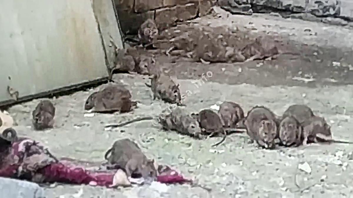 Десятки крыс заавелися в общежитии вуза в Одессе: видео